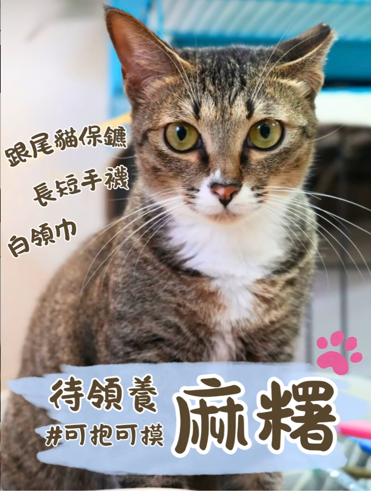 麻糬